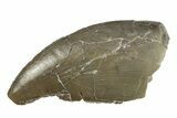 Serrated Dinosaur (Allosaurus) Tooth - Colorado #245954-1